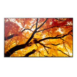 Écran plat Sharp Multisync M432 pour affichage dynamique, 108 cm (42,5") LCD, 550 cd/m², 4K Ultra HD, noir